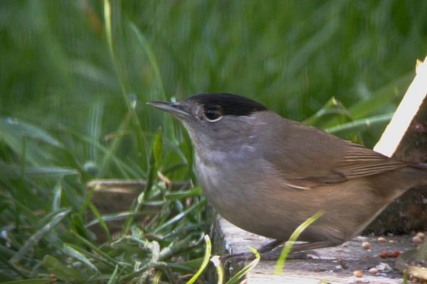 blackcap-in-garden