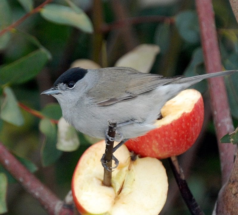 blackcap-male-feeding-on-apple