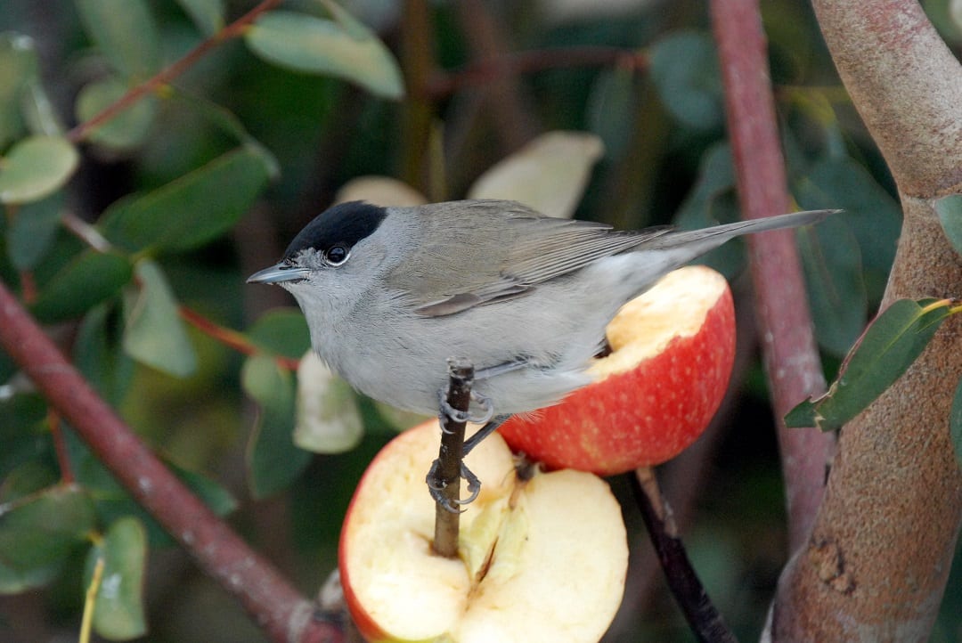 blackcap-male-feeding-on-apple