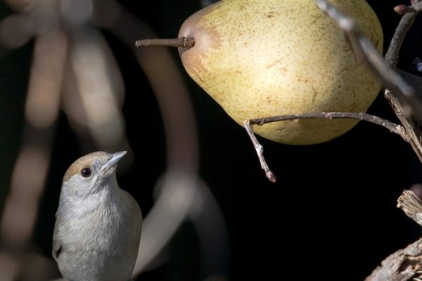 blackcap-female-feeding-on-pear