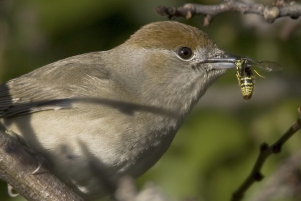 blackcap-female-with-wasp-prey-in-beak