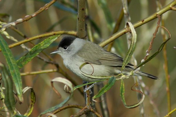 blackcap-male-on-willow-branch