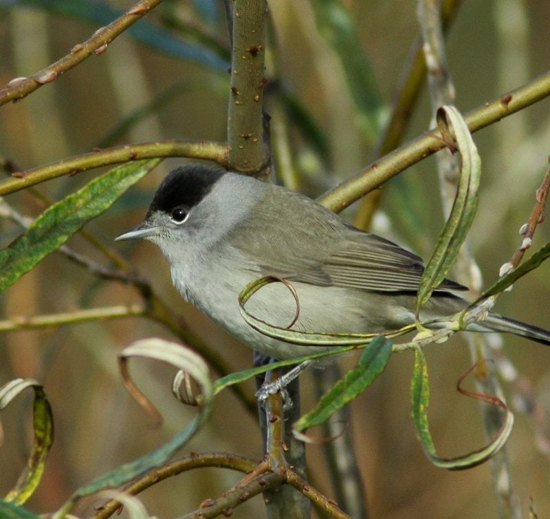 blackcap-male-on-willow-branch