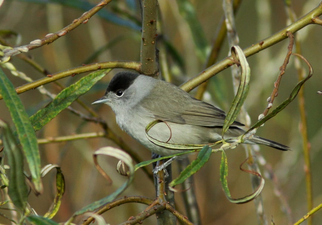 blackcap-male-on-willow-branch