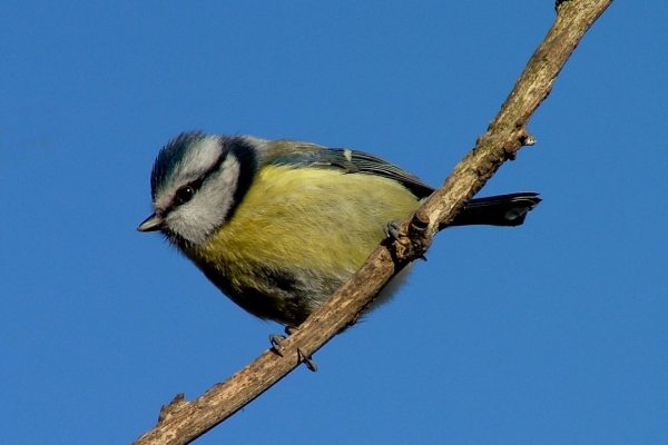 blue-tit-perched-on-branch