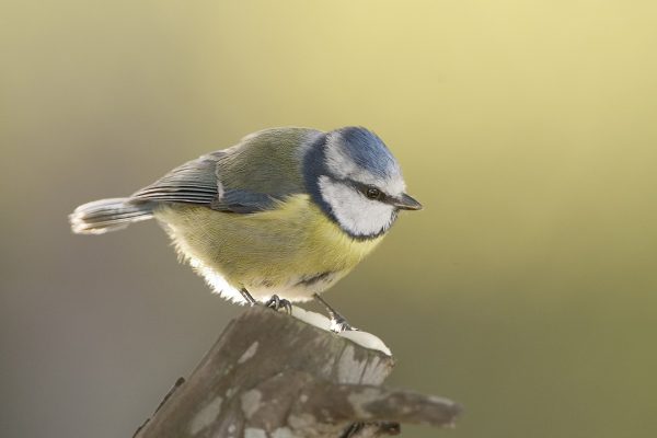 Blue Tit Bird UK: Identification, Habitat & Nesting