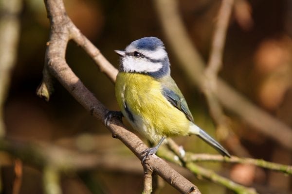 blue-tit-foraging-in-tree