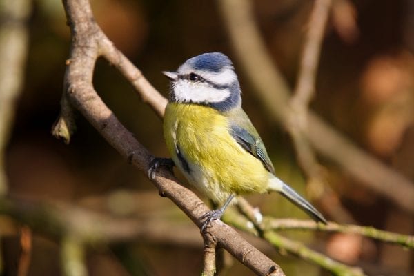 Three Beautiful Hungry Little Bird Tits Flew on a Hanging Manger