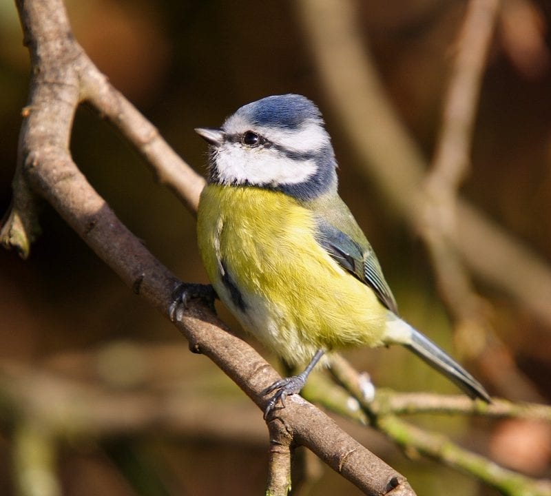 blue-tit-foraging-in-tree