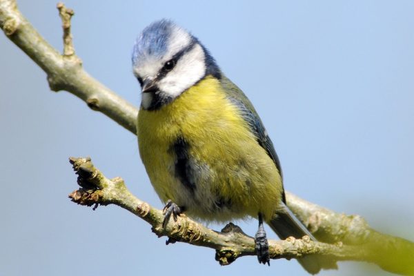 blue-tit-perched-on-branch