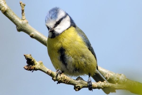 blue-tit-perched-on-branch-citizen-science
