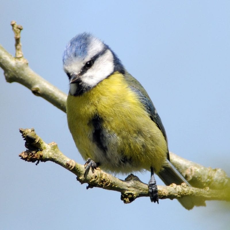 blue-tit-perched-on-branch-citizen-science