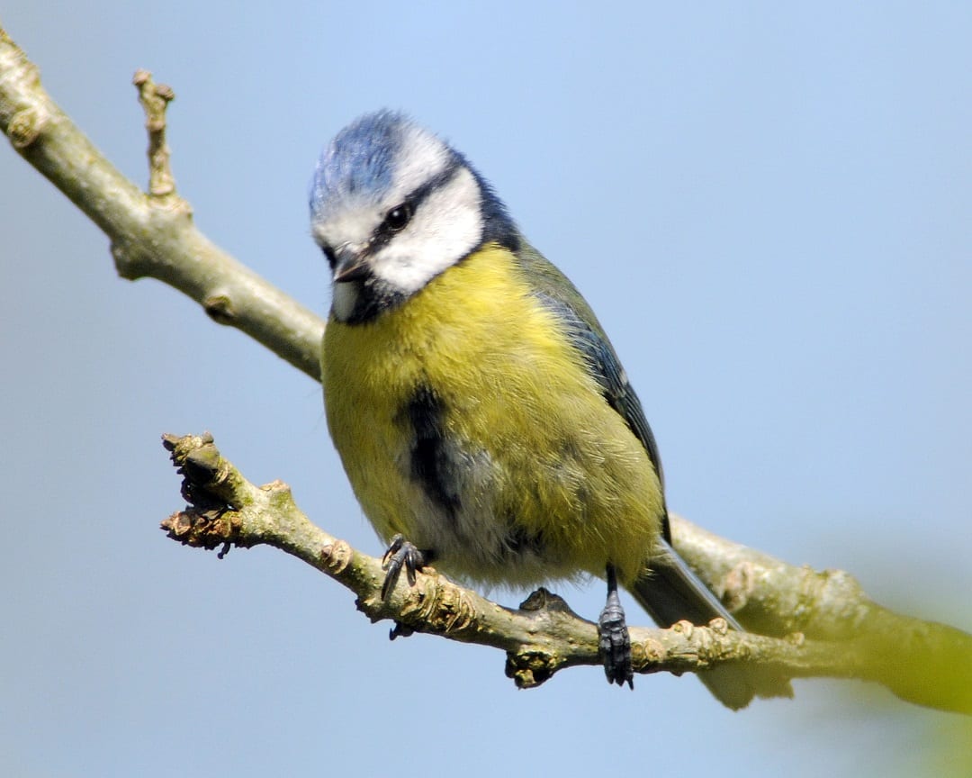 blue-tit-perched-on-branch-citizen-science