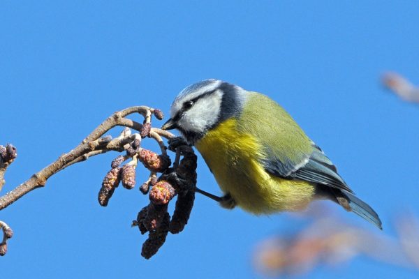 blue-tit-foraging-on-alder-catkins