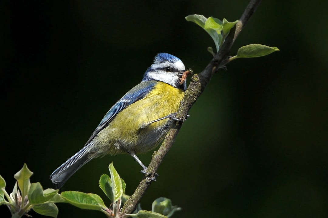 blue-tit-with-insect-prey-in-beak