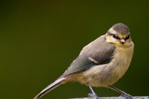 blue-tit-juvenile-standing-on-garden-pot