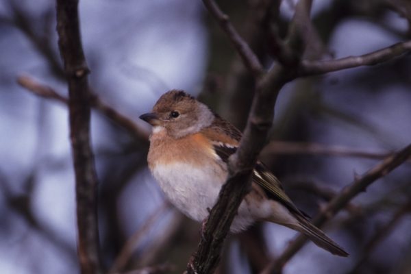 brambling-perched-on-branch