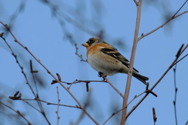 brambling-male-showing-breast-plumage