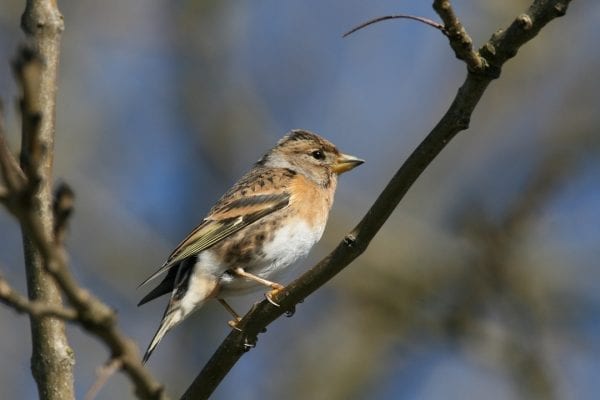 brambling-female-perched-in-tree