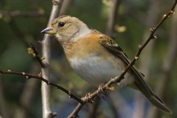 brambling-female-perched-on-branch