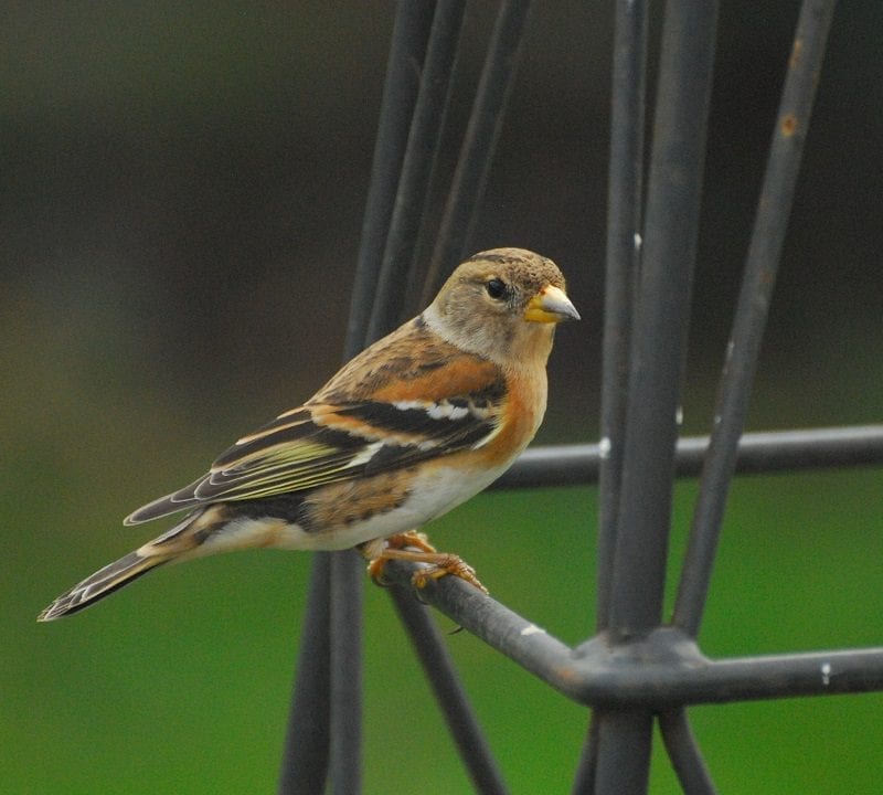 brambling-perched-on-garden-furniture