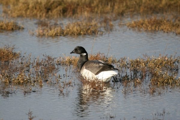 brent-goose-in-wetland