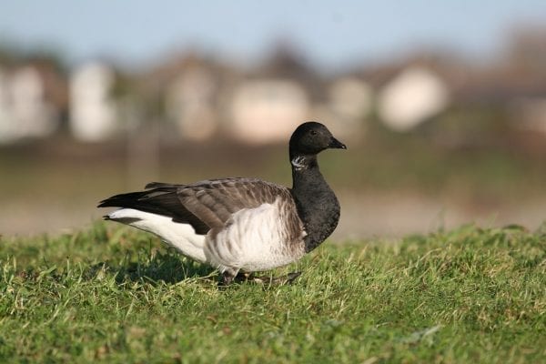 brent-goose-grazing-in-green-pasture