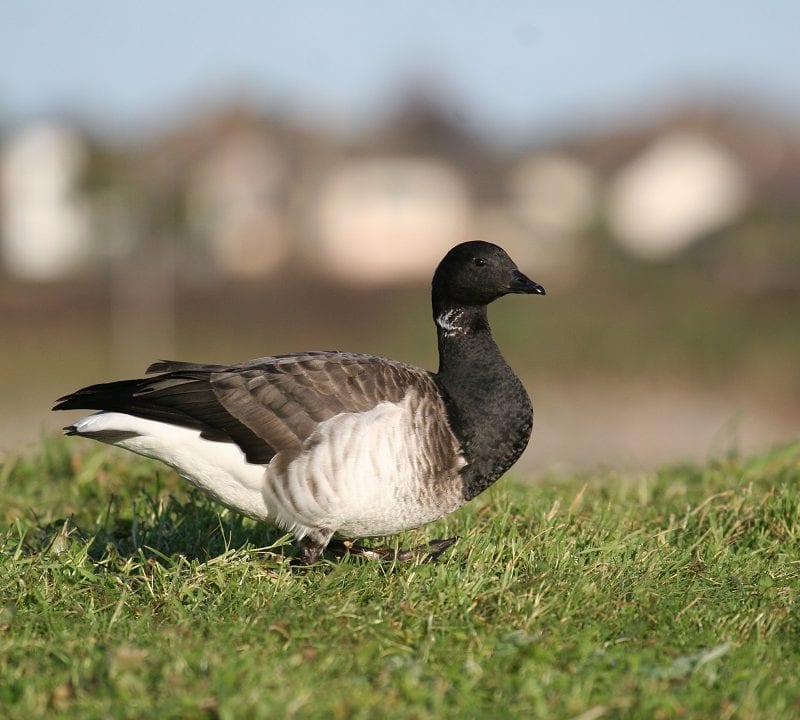 brent-goose-grazing-in-green-pasture