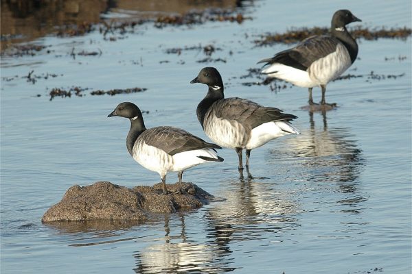 brent-goose-standing-on-sea-shore