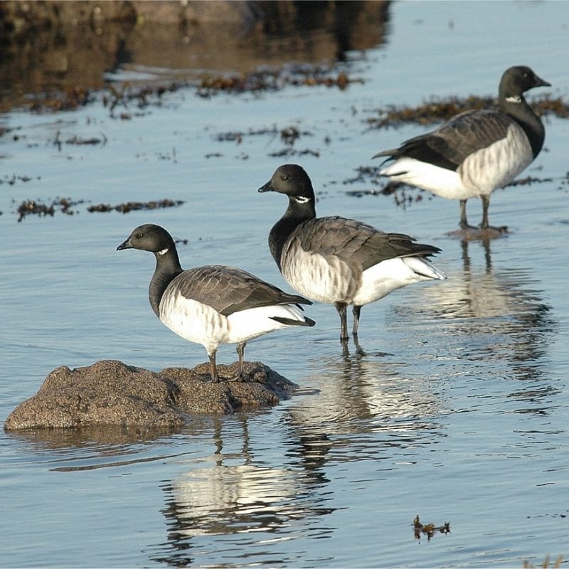 brent-goose-standing-on-sea-shore