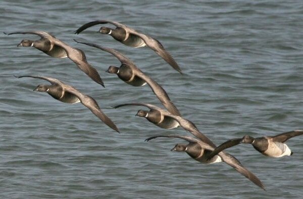 brent-goose-pale-bellied-race