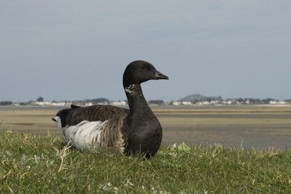 brent-goose-pale-bellied-race