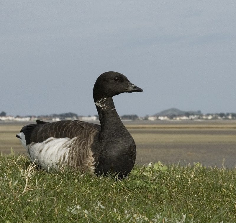 brent-goose-pale-bellied-race