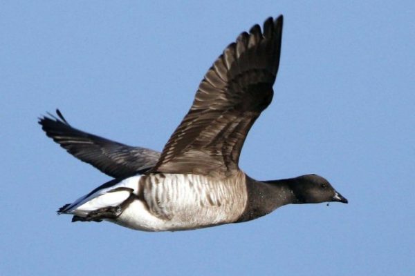 brent-goose-pale-bellied-race