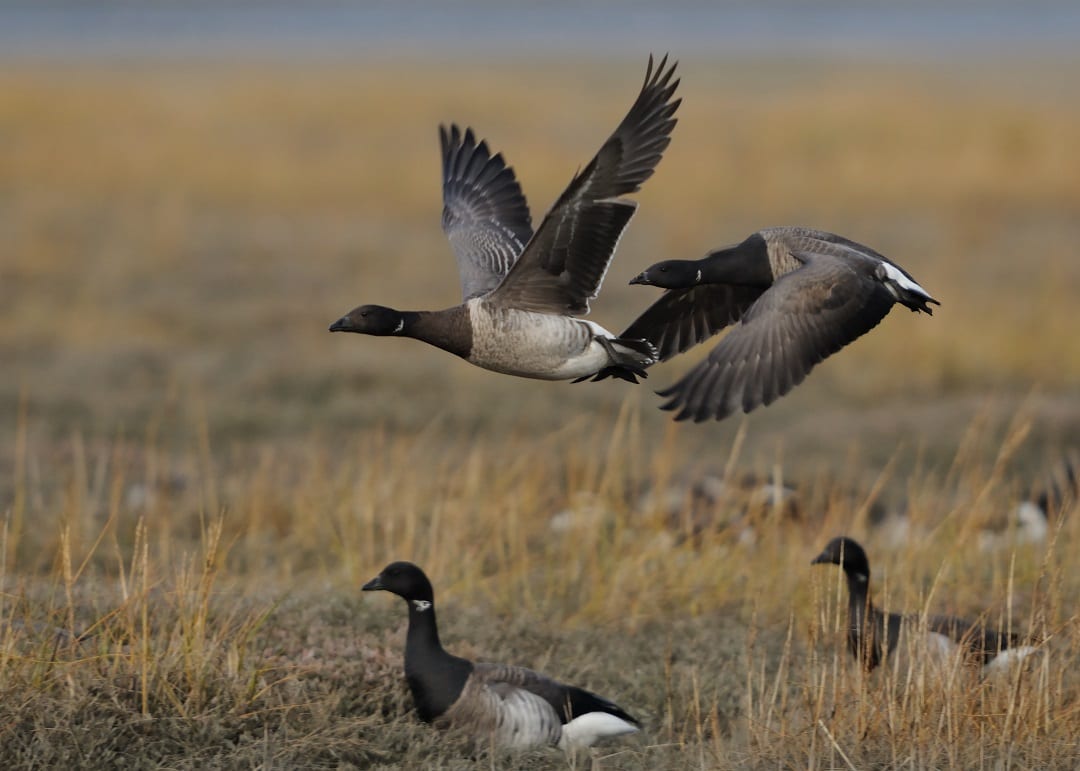 brent-goose-pale-bellied-race