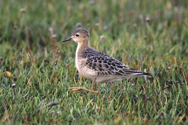 buff-breasted-sandpiper-walking-through-wetland