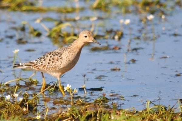 buff-breasted-sandpiper-wading