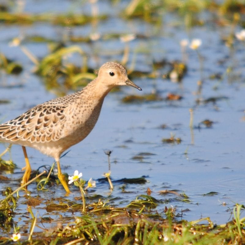 buff-breasted-sandpiper-wading