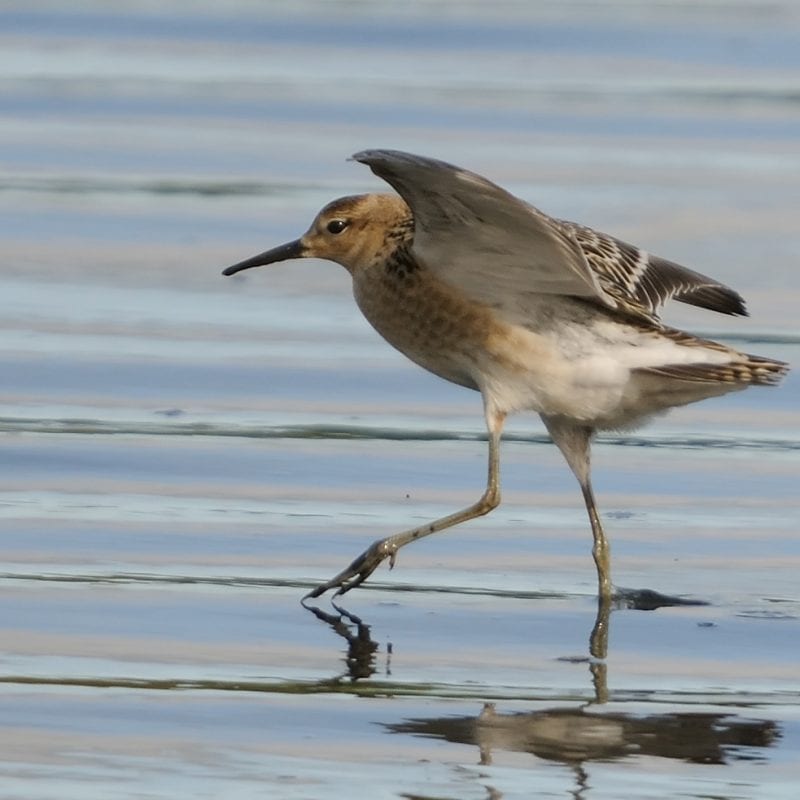 buff-breasted-sandpiper-wading-on-shore