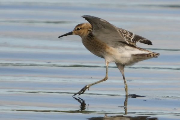 buff-breasted-sandpiper-wading-on-shore