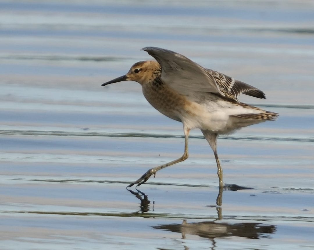 buff-breasted-sandpiper-wading-on-shore