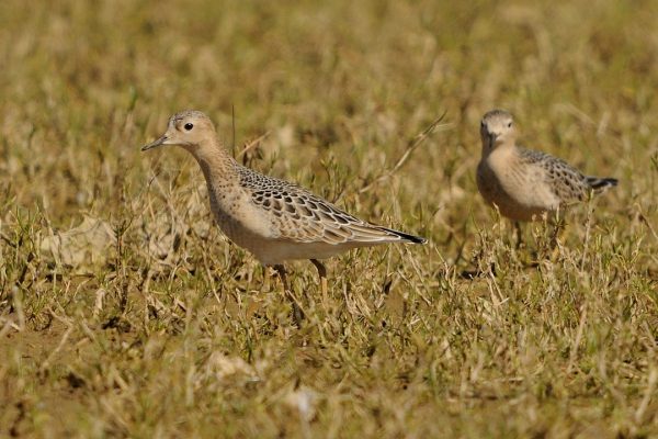 buff-breasted-sandpiper-pair-in-wet-grassland