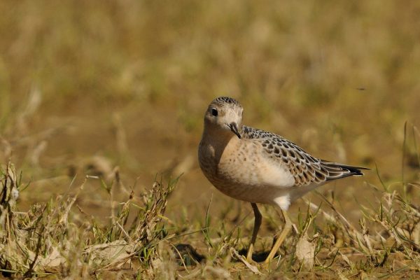 buff-breasted-sandpiper-in-wet-grassland