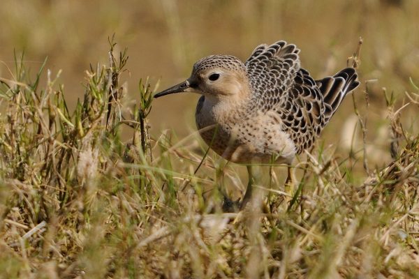 buff-breasted-sandpiper-foraging-in-wetland