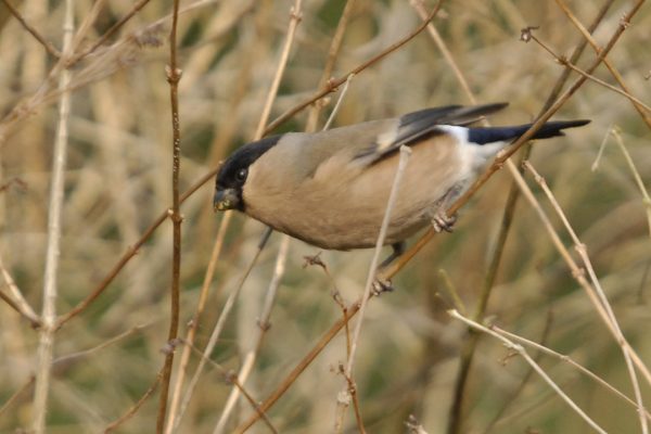 bullfinch-female-feeding-on-buds