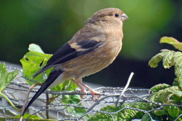 bullfinch-juvenile-on-garden-fence