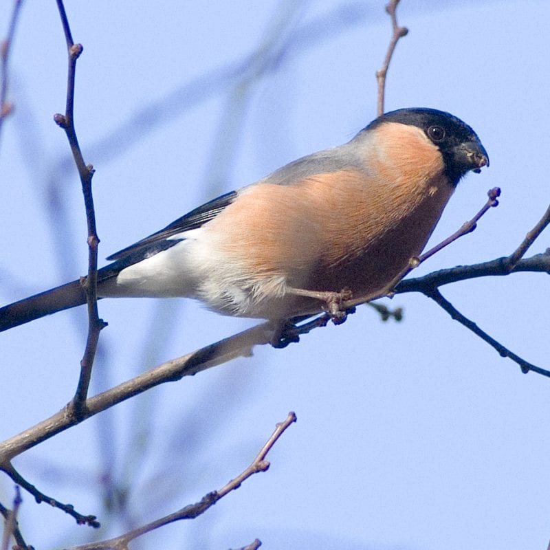 bullfinch-male-on-branch