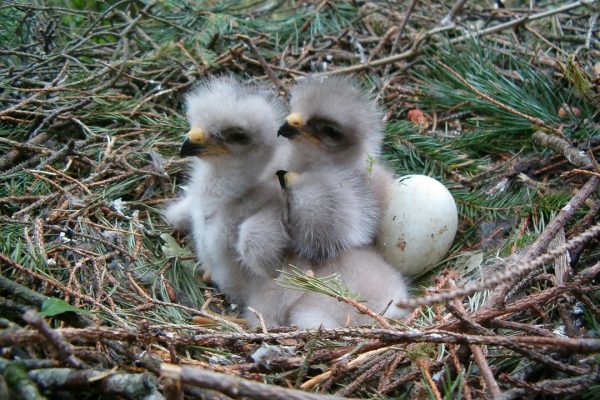 buzzard-chicks-on-nest-with-eggs