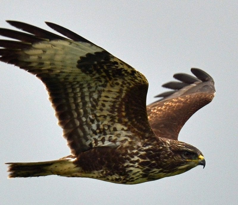 buzzard-in-flight