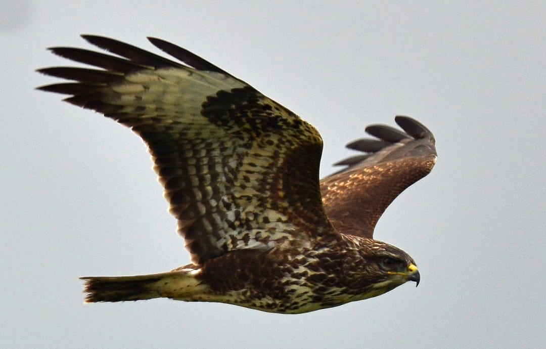 buzzard-in-flight